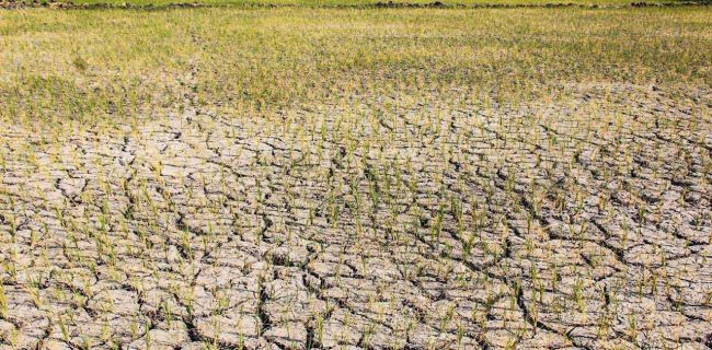 چاره‌جویی برای بحران برق و آب در بخش کشاورزی